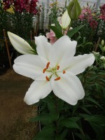 [4373 Snow Patro ST No02.JPG]